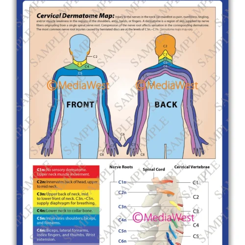 Cervical Dermatome Map Poster